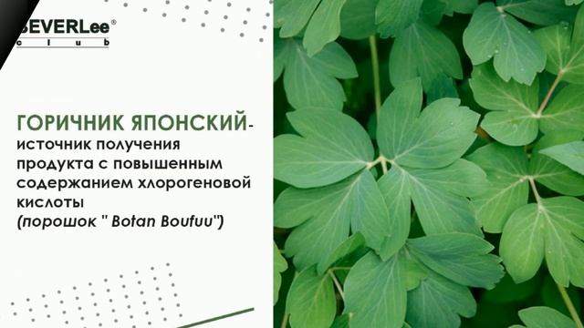 РЕЗУЛЬТАТЫ BEVERLEE CLUB!!! БОЛЕЗНЬ АЛЬЦГЕЙМЕРА!!! TOP FORCE!!!