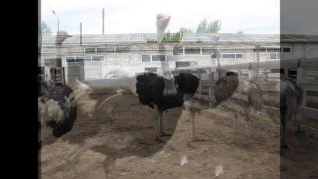 Кременевский страус 17 05 2014 STAR TRAVEL 7945358 смотреть онлайн