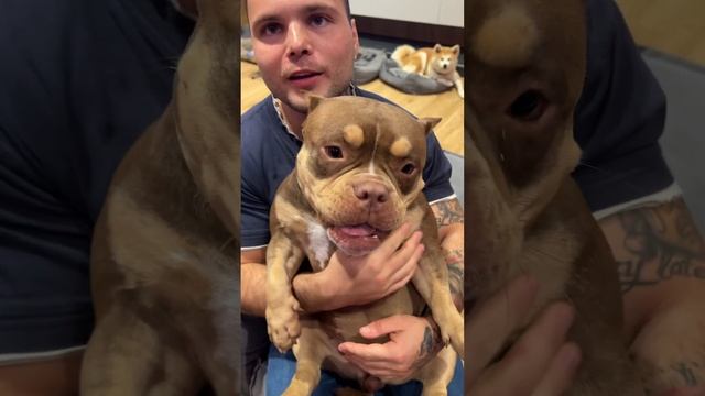 Пузатый собак ест колбаска смотреть онлайн