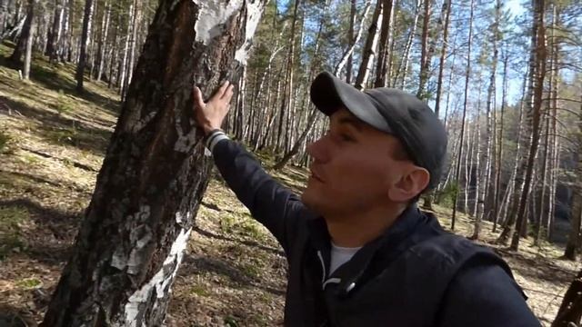 Как собрать Березовый сок смотреть онлайн