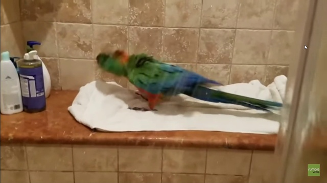 попугай любит напевать в душе смотреть онлайн