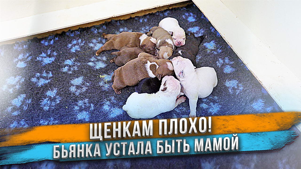 Всем щенкам плохо!!! Виновата мама щенков? смотреть онлайн