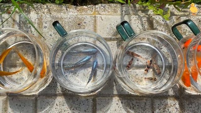 Cute Baby Fish, Shark, Betta Fish, Gourami, Koi Fish, stretch armstrong смотреть онлайн