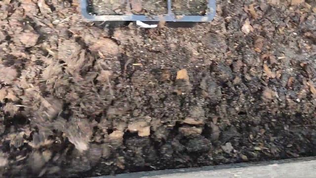 22.05.22 Дача.Рассада огурцов после высадки в теплицу.Сажаю лук севок. смотреть онлайн