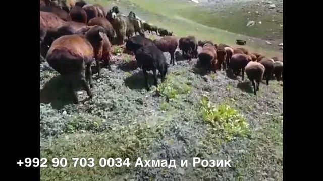 Гиссарские Овцы и Саги Дахмарда Розика и Ахмада из Селения Сугдиён, Гиссарский Район