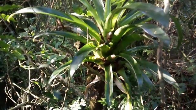 Bromélia Vriesea friburguensi смотреть онлайн