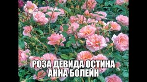 Роза Девида Остина Анна Болейн