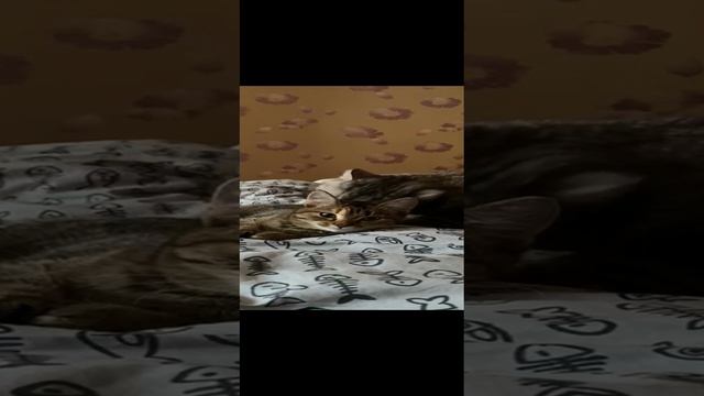 VID-20221203-WA0004.mp4 смотреть онлайн