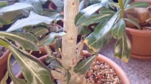 Обрезка адениума. Укоренение черенков в перлите. Цветок мутант.