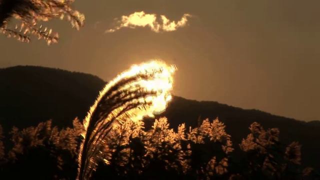 [HD] すすき2 [30Sec] смотреть онлайн