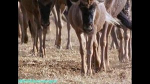 BBC «Дикая Африка» - Саванны