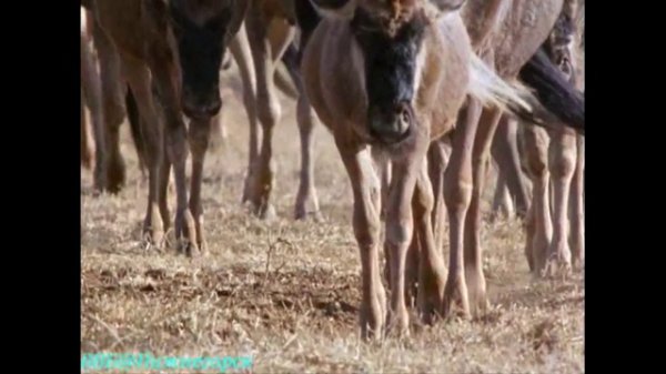 BBC «Дикая Африка» - Саванны