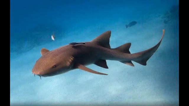 Карибское море. Острова. Мальчик Саша встречается с акулами, китами и другими животными смотреть онлайн