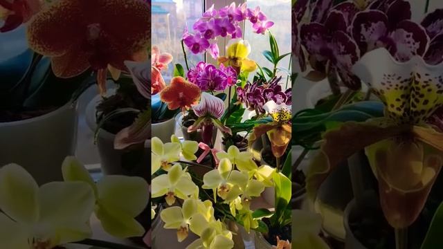 МНОГООБРАЗИЕ КРАСОК, ВИДОВ И СОРТОВ ОРХИДЕЙ НА @klassikazhanra ПРИСОЕДИНЯЙТЕСЬ! смотреть онлайн