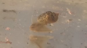 Лучшие улитки для аквариума.