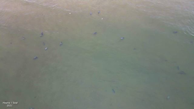 Видео 1. Нерпа у берегов Магаданской области//Seal Magadan region 2021. смотреть онлайн
