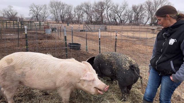 Vetting Petunia And Hay, Let’s Party