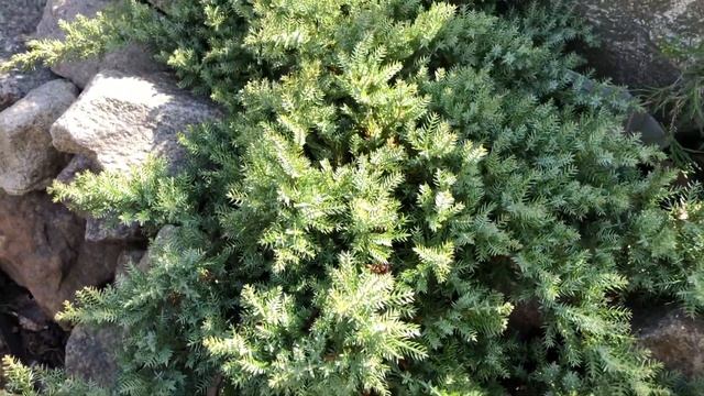 Профилактика хвойных весной. Профілактика захворювань хвойних рослин. Вредители хвойных. Хвойные. смотреть онлайн