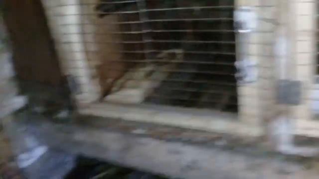 Обнаружили труп в сарае|Кого отравили? смотреть онлайн