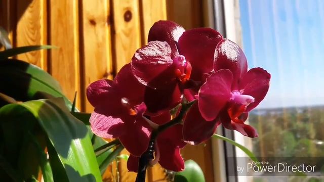 Phal. Sogo Relex расцвел. Последний бутон наливается. смотреть онлайн