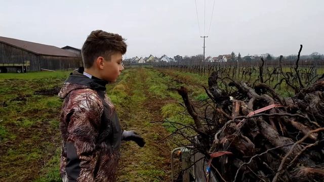 Заготовка виноградной лозы. Лучший материал для шашлыка смотреть онлайн