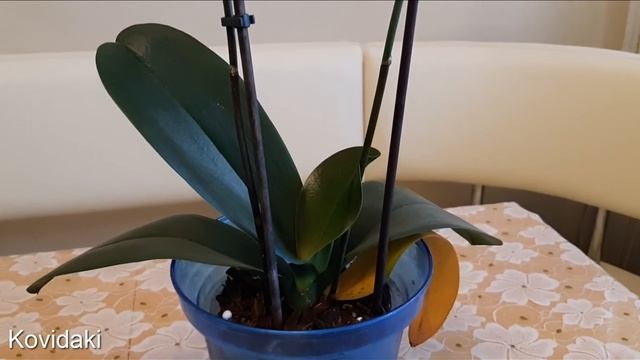 Эксперимент полив орхидеи кофейной гущей смотреть онлайн