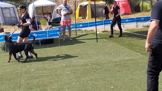 Суки юниоры 2 - моно ротвейлеров Краснодар 2023