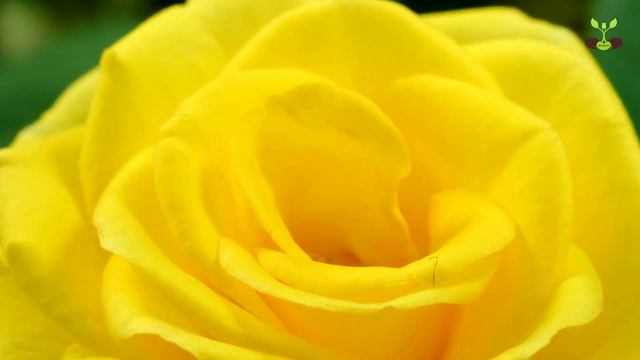 Rose Blooming | Flower Blossom | Time Lapse 4K смотреть онлайн