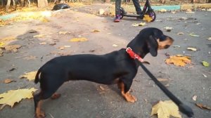 ЛАЙ ТАКСЫ:Тома лает на мешки с листьями