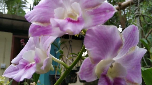 Best Orchid Fertilizers for Flowering and growth ! Orchid Care ! Orchid blooming fertilizer. смотреть онлайн