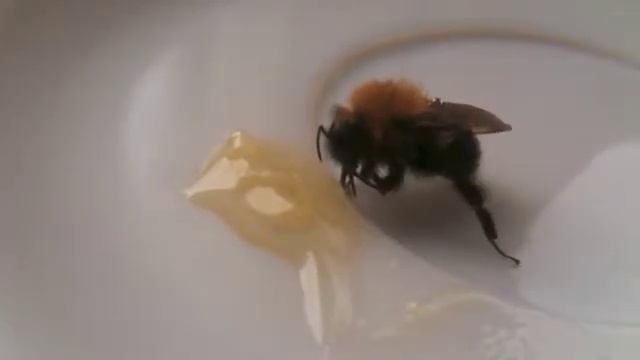 Зоопарк в Городе