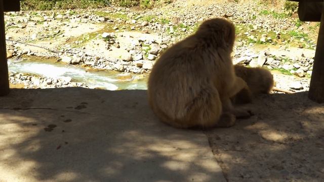 Япония: макаки, у которых всегда есть горячая вода // Путевые погадки "Всё как у зверей" смотреть онлайн