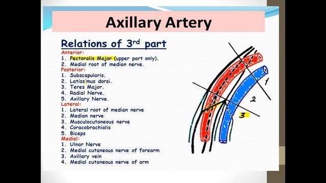 Axillary Artery, Vein and Lymph nodes || Upper Limb || Human Anatomy смотреть онлайн