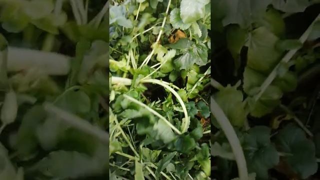 Редька ушла в цвет. Не пойму причину! смотреть онлайн