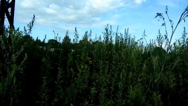 Гришкино Доматканово смотреть онлайн