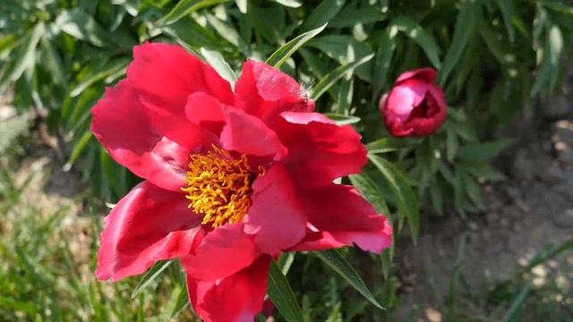 EARLY SCOUT - PeonyMAX.com смотреть онлайн