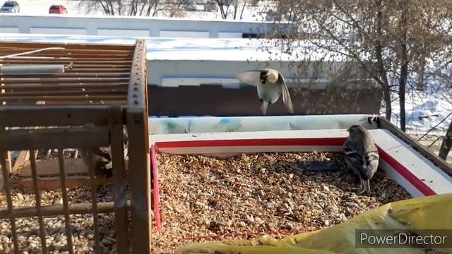 ЧЕЧЁТКИ НА КОРМУШКЕ НА ОКНЕ, И ЛОВЛЯ. 16.02.2020.