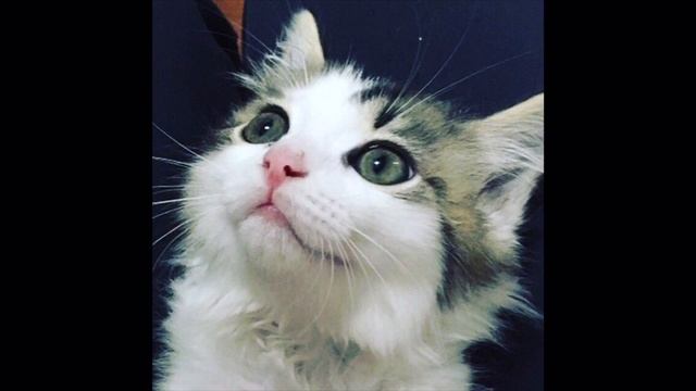 Стихи Вслух - "Котенок" смотреть онлайн