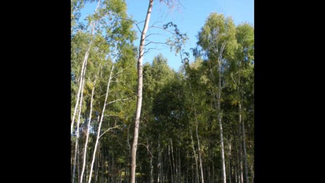 Проект "Шипуниха". День второй смотреть онлайн