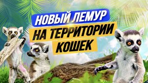 Лемур в доме? Король Джулиан на территории кошек! ? Как Марго встретила жениха?