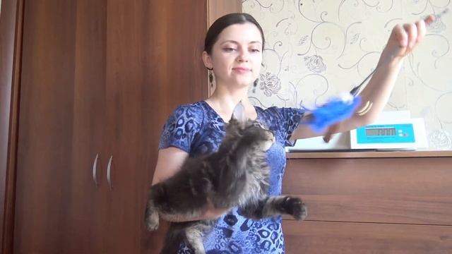 ЛИРИКУМ Император Мордович 3 месяца / длинющий котенок мейн-кун смотреть онлайн