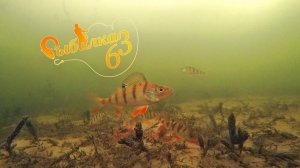 Подводная съемка ловли окуня зимой, Интересные подводные съемки в прозрачной воде