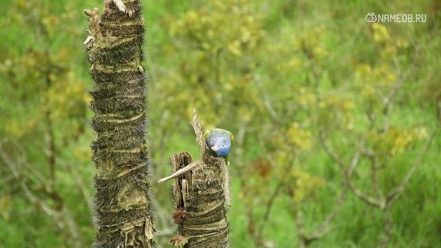 Они отлично косят под дурочек: Топ 4 женских имен смотреть онлайн