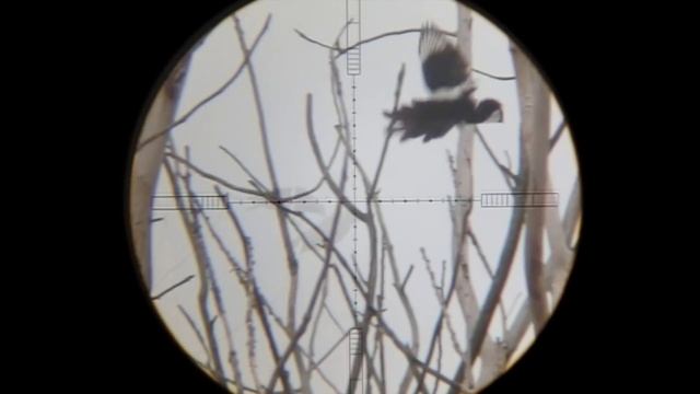 KalibrGun Cricket .22 - Pest Control / Accurate Shooting смотреть онлайн