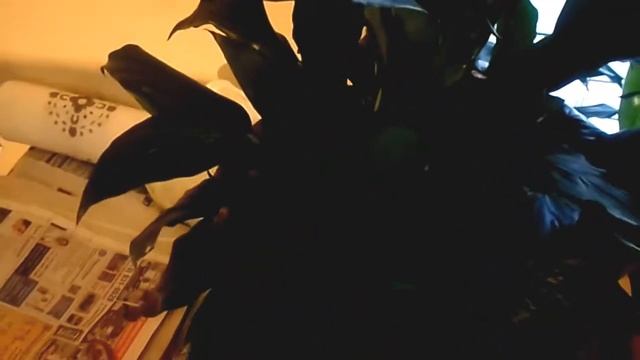 США. Что американцу "пальма Белла", то русскому хамедорея.Наша ванная комната. смотреть онлайн