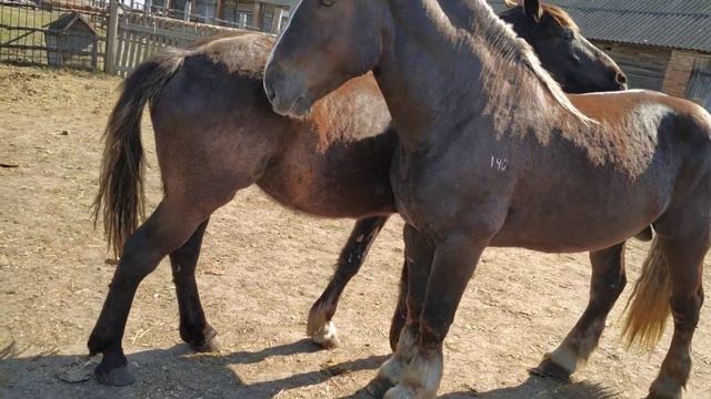 Жеребец/Кобылица ищет его смотреть онлайн