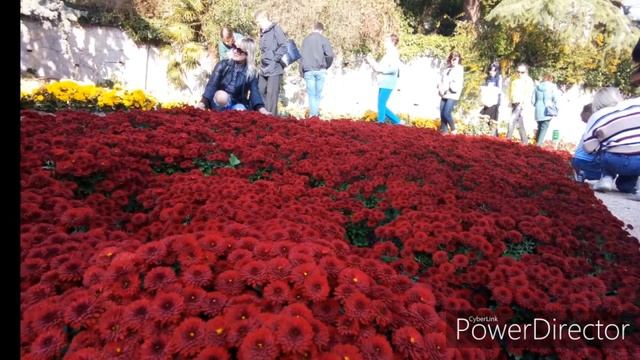 Бал Хризантем. Ялта никитский ботанический сад 2019г смотреть онлайн