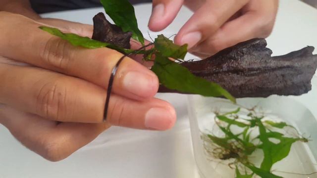 How to plant Java Fern | Mother Plant to Driftwood without glue смотреть онлайн