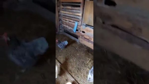 Началось в колхозе утро)