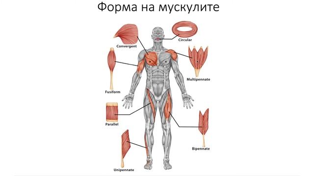 Мускули – Musculus (8:11) ┃teoriyata.com смотреть онлайн